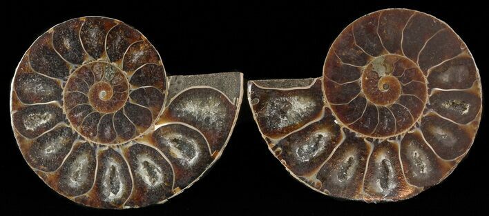 Small Desmoceras Ammonite Pair - #49827